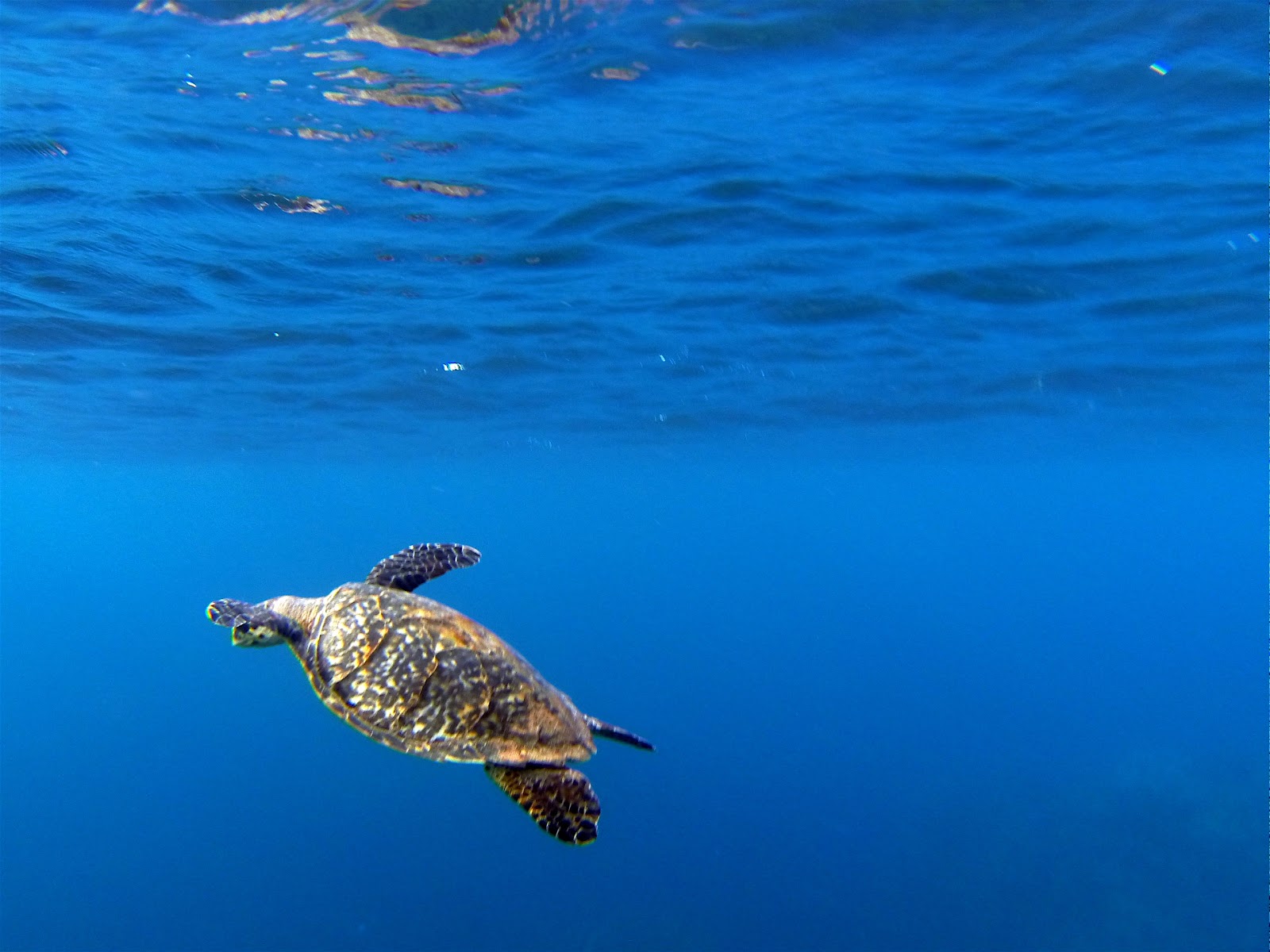 Turtle in Roatan, Honduras.