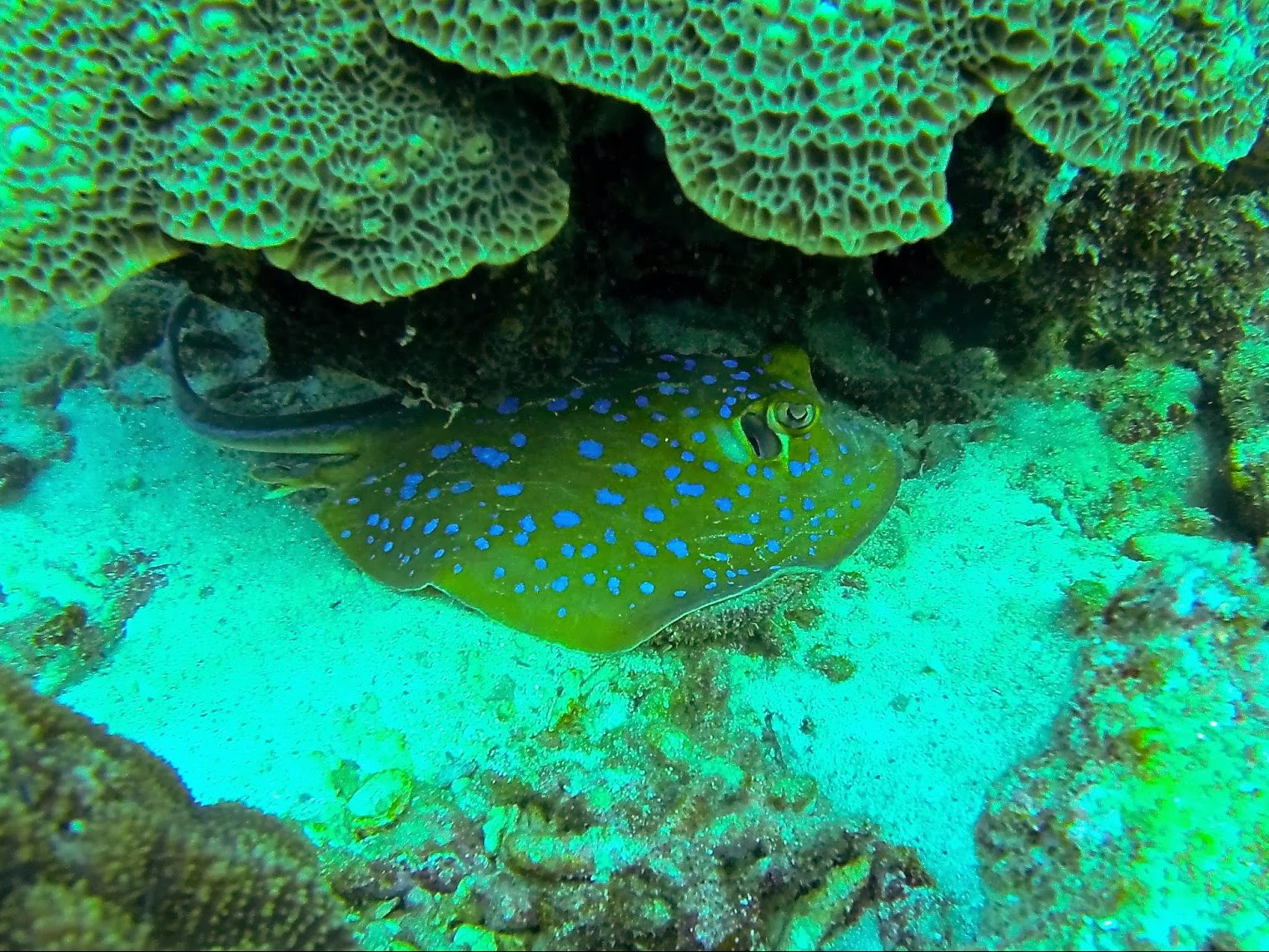 Blue spotted ribbon tail ray, Koh Tao, Thailand