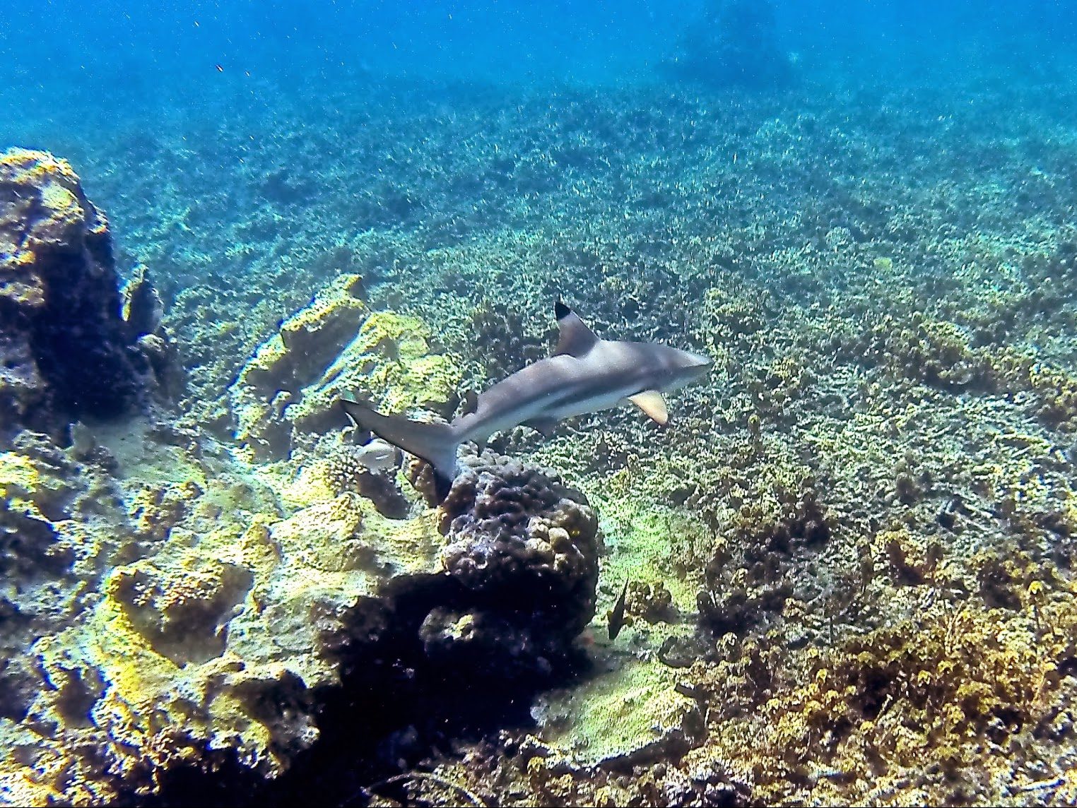 Blacktip reef shark at Thien Og, Koh Tao, Thailand