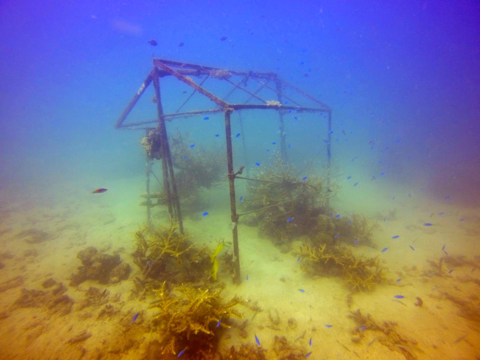 Artificial Reef, Koh Tao, Thailand