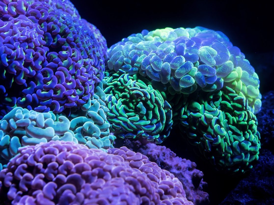 bioluminescent corals under uv light