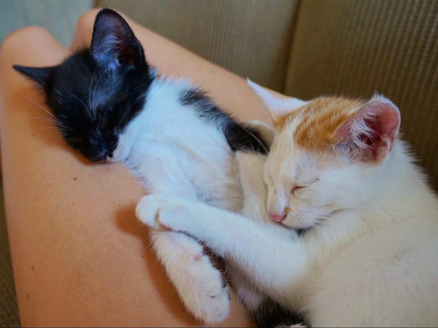 Mars and Bob napping, cute as two peas in a pod