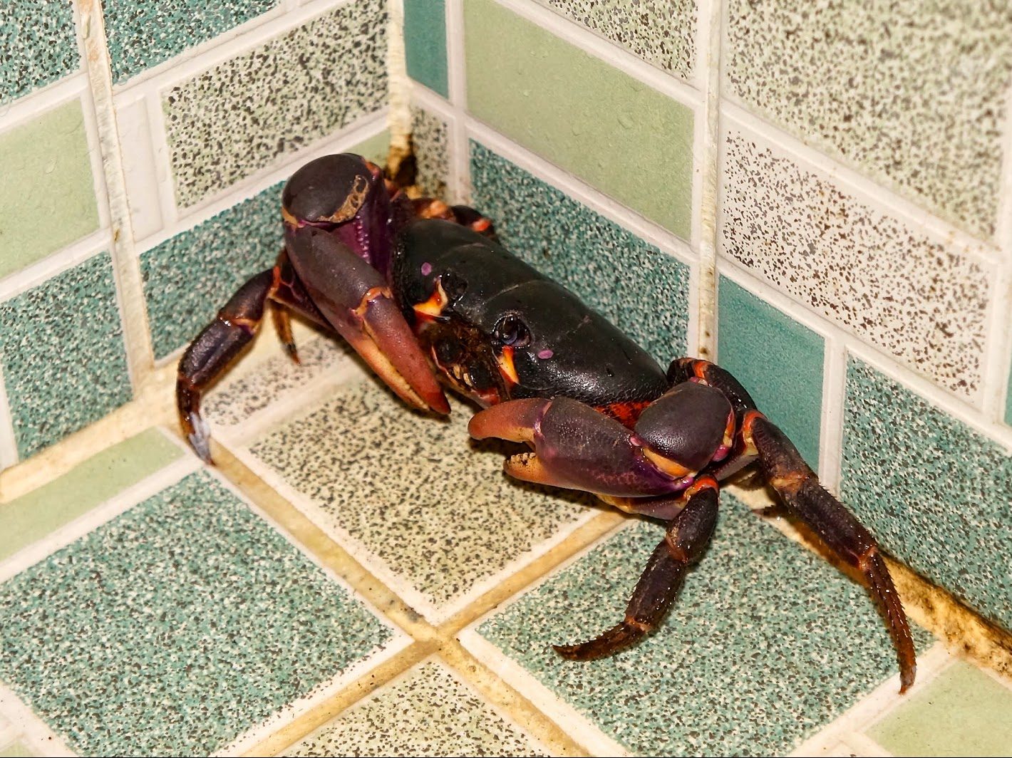 crab in our shower, Palau