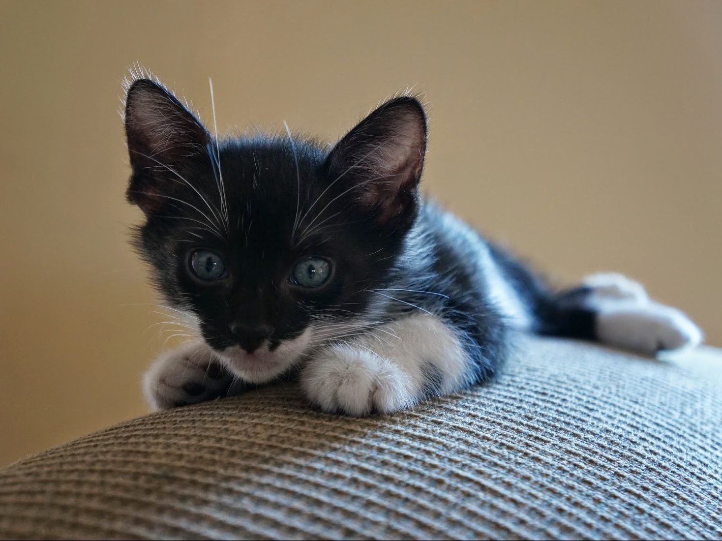 Mars perched on top of the couch