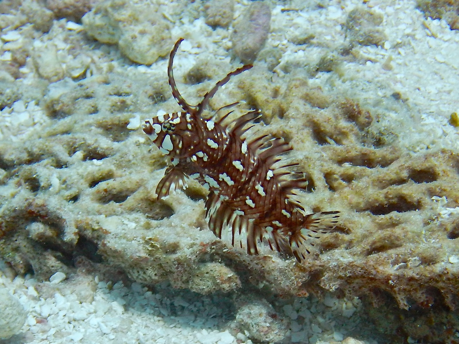 juvenile rockmover wrasse