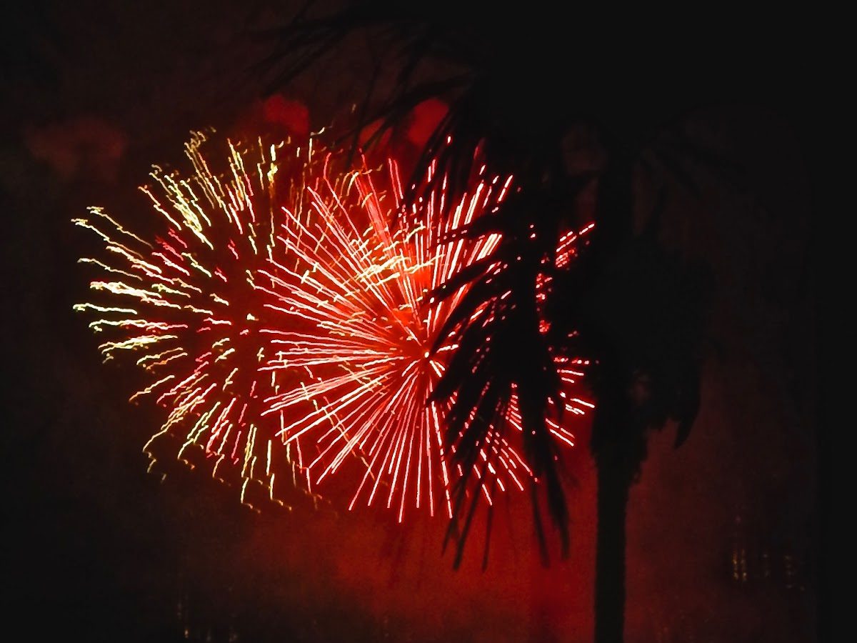 fireworks going off behind a palm tree