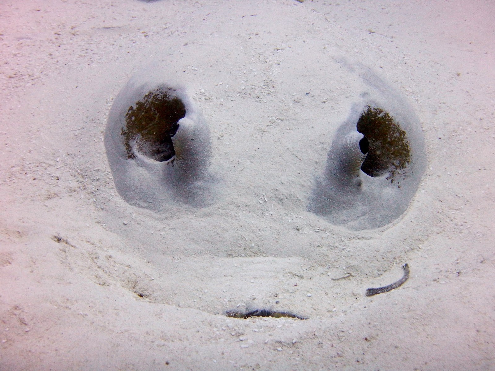 Stingray in Palau