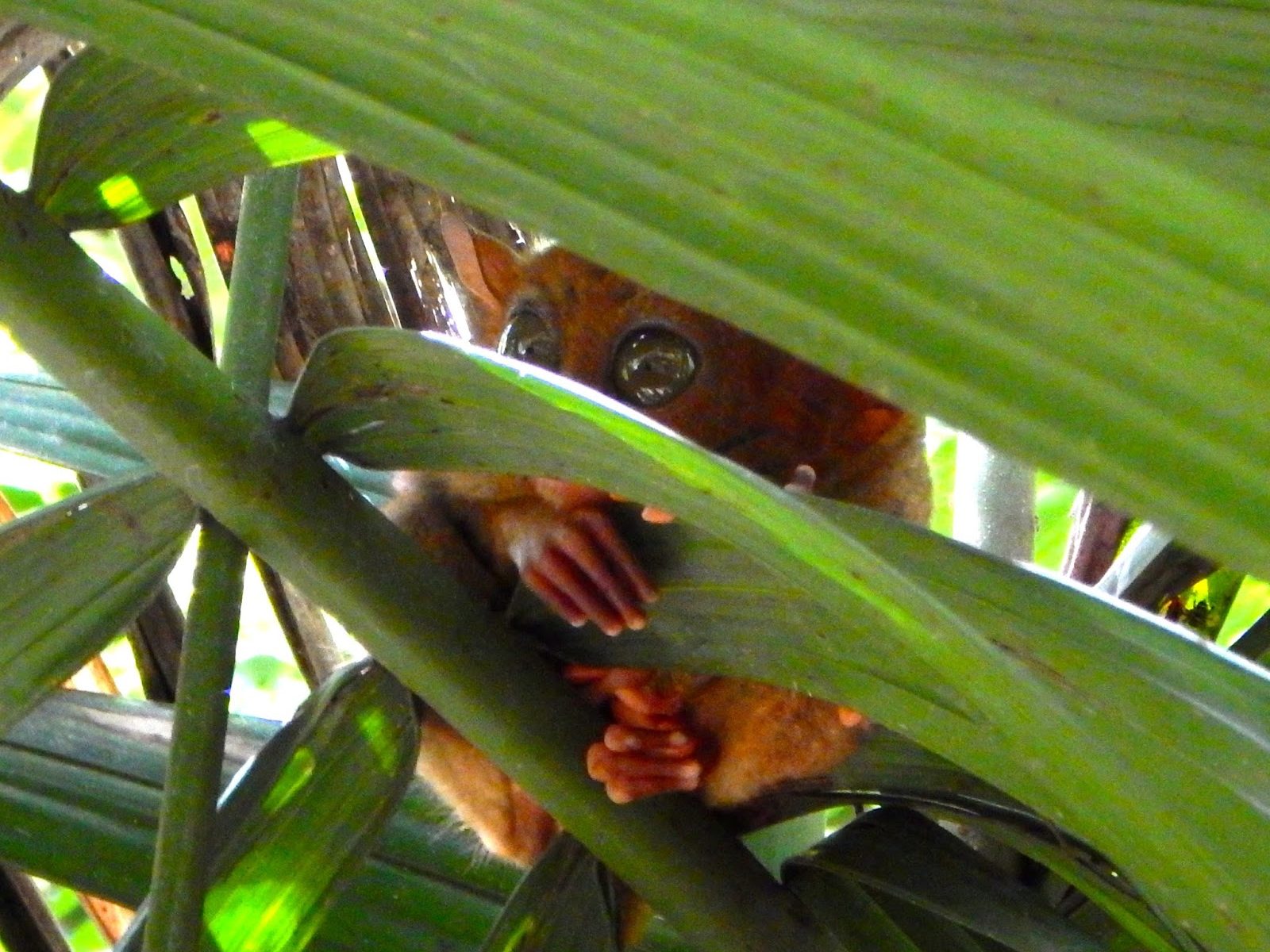 Tarsier in Bohol, Philippines