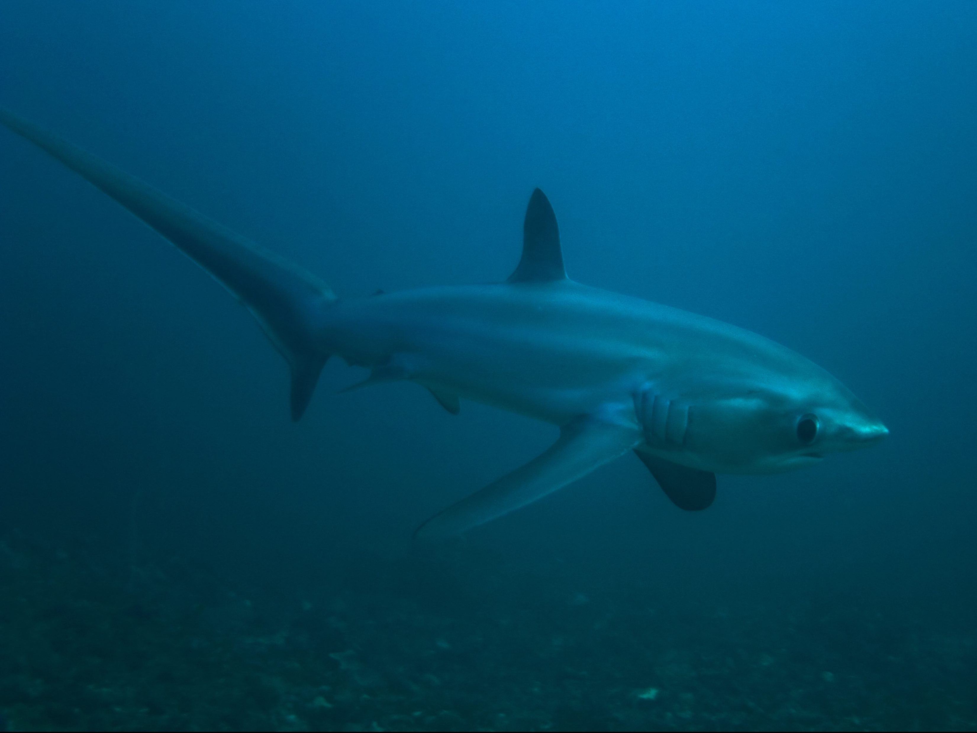 Thresher Shark