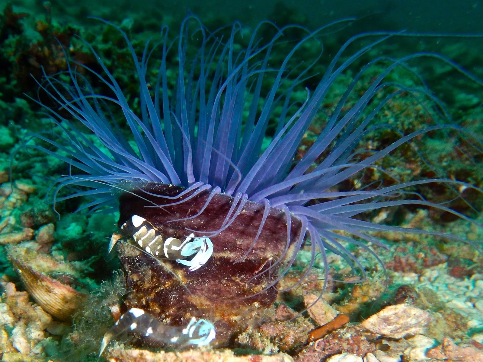 shrimps on a purple sea anemone