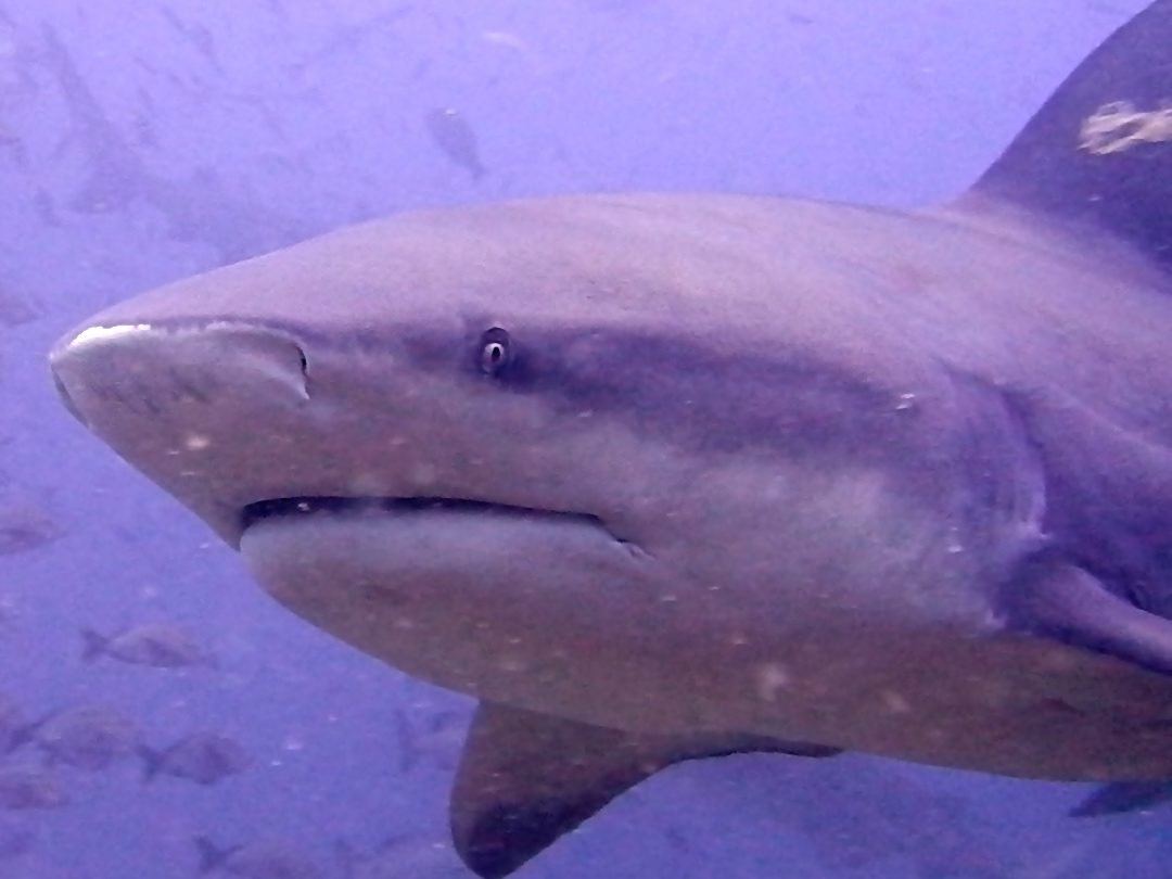 bull shark in Beqa Lagoon, Fiji