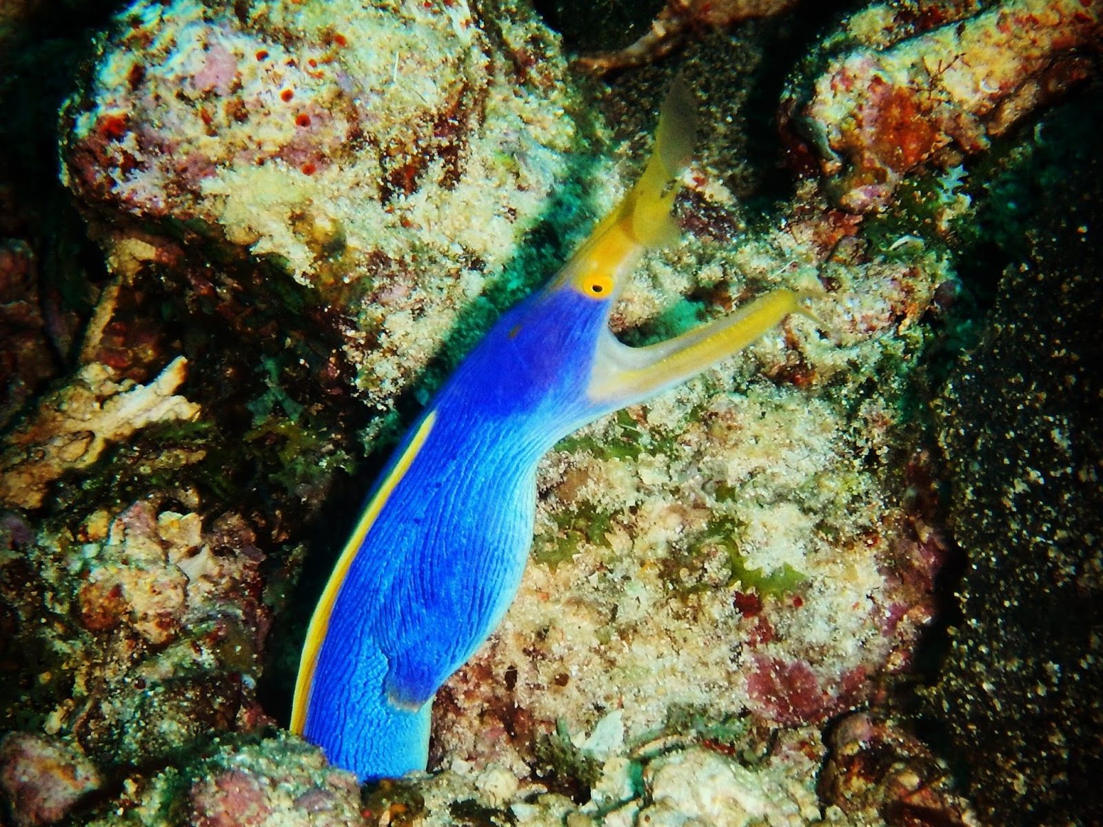 blue ribbon eel, Taveuni, Fiji