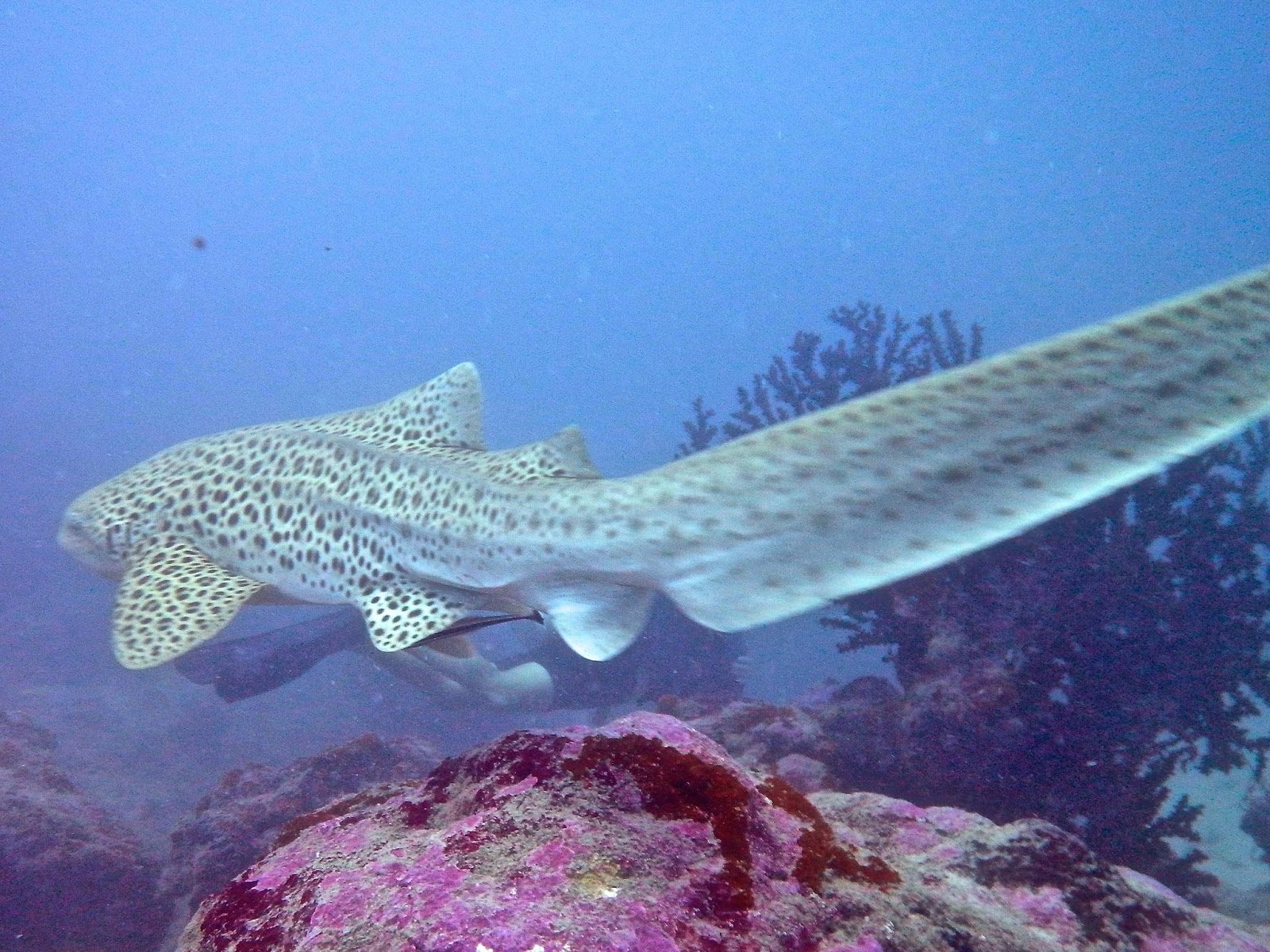 zebra shark, Coral Coast, Fiji