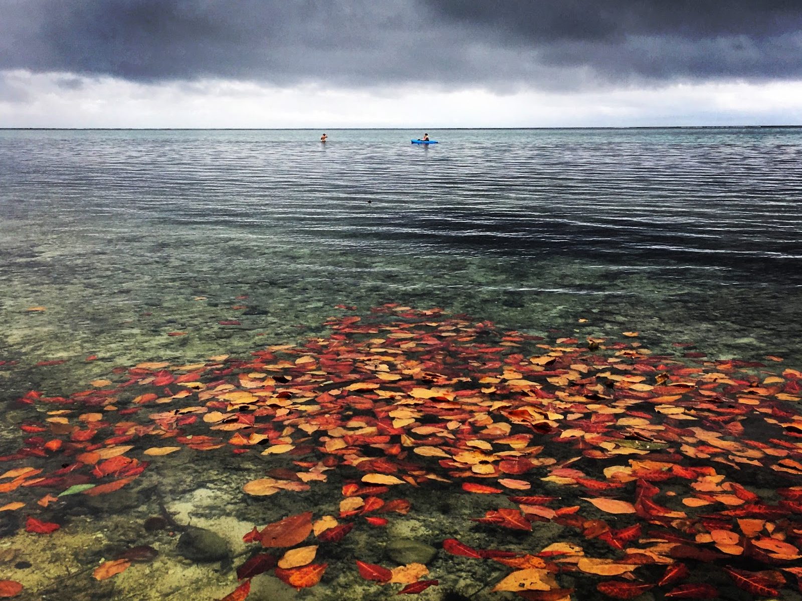 Autumn leaves over the ocean, Fiji
