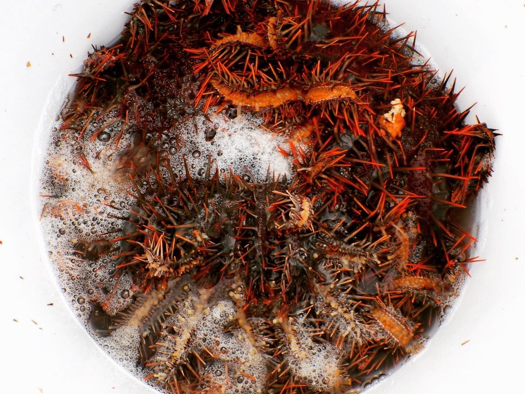 crown of thorns in a big bucket