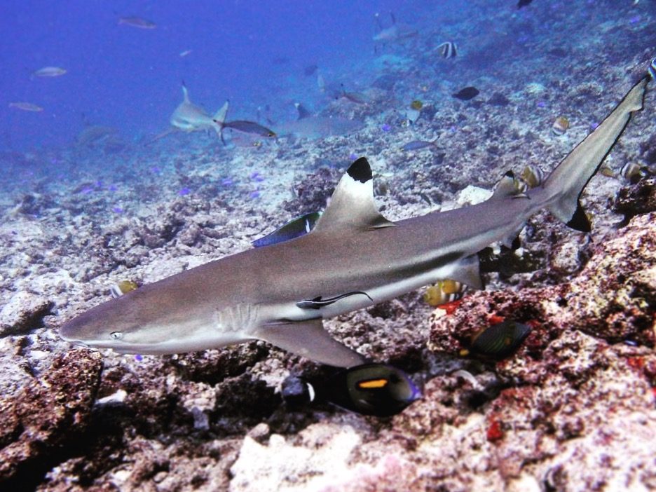 blacktip reef shark, Mana Island, Fiji