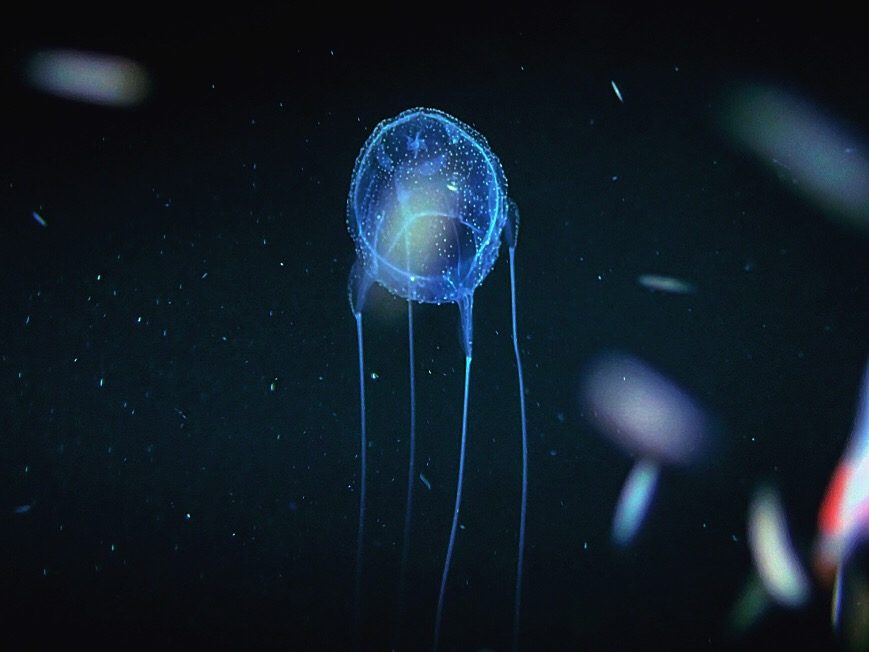 box jellyfish on a blackwater dive