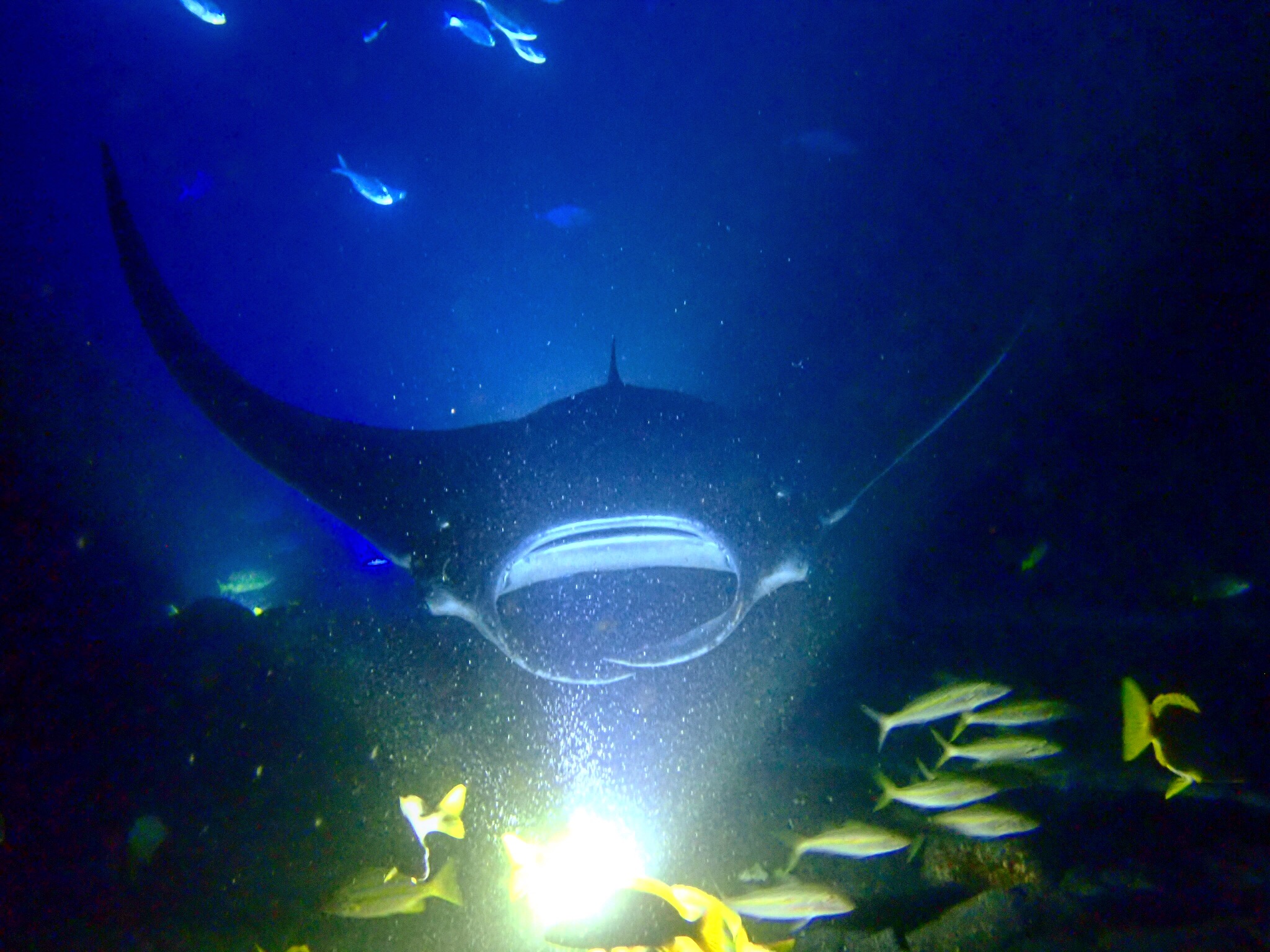 Manta Ray at night in Kona, Hawaii