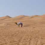 Stock photo of a camel in the desert in Oman