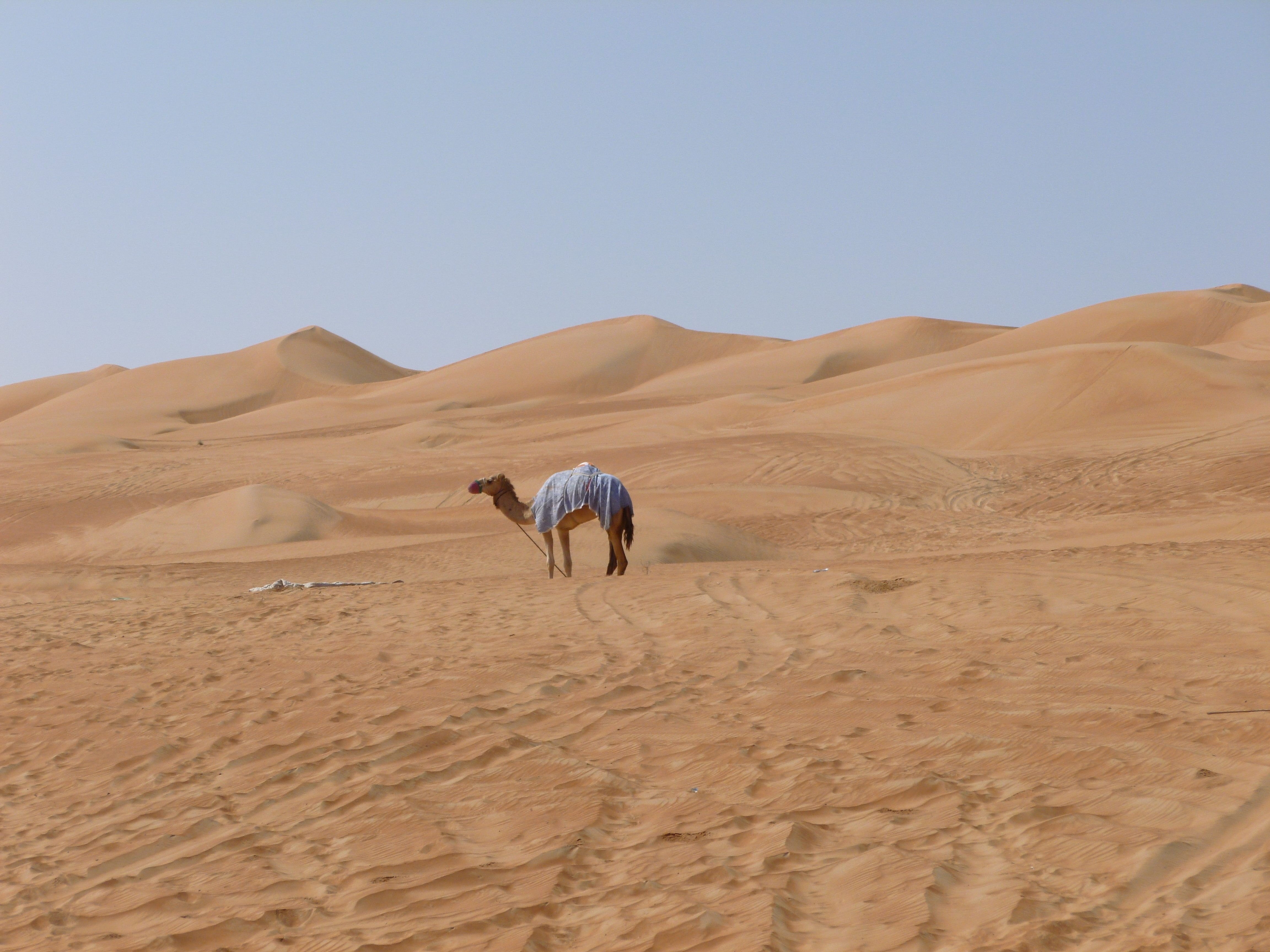 Stock photo of a camel in the desert in Oman