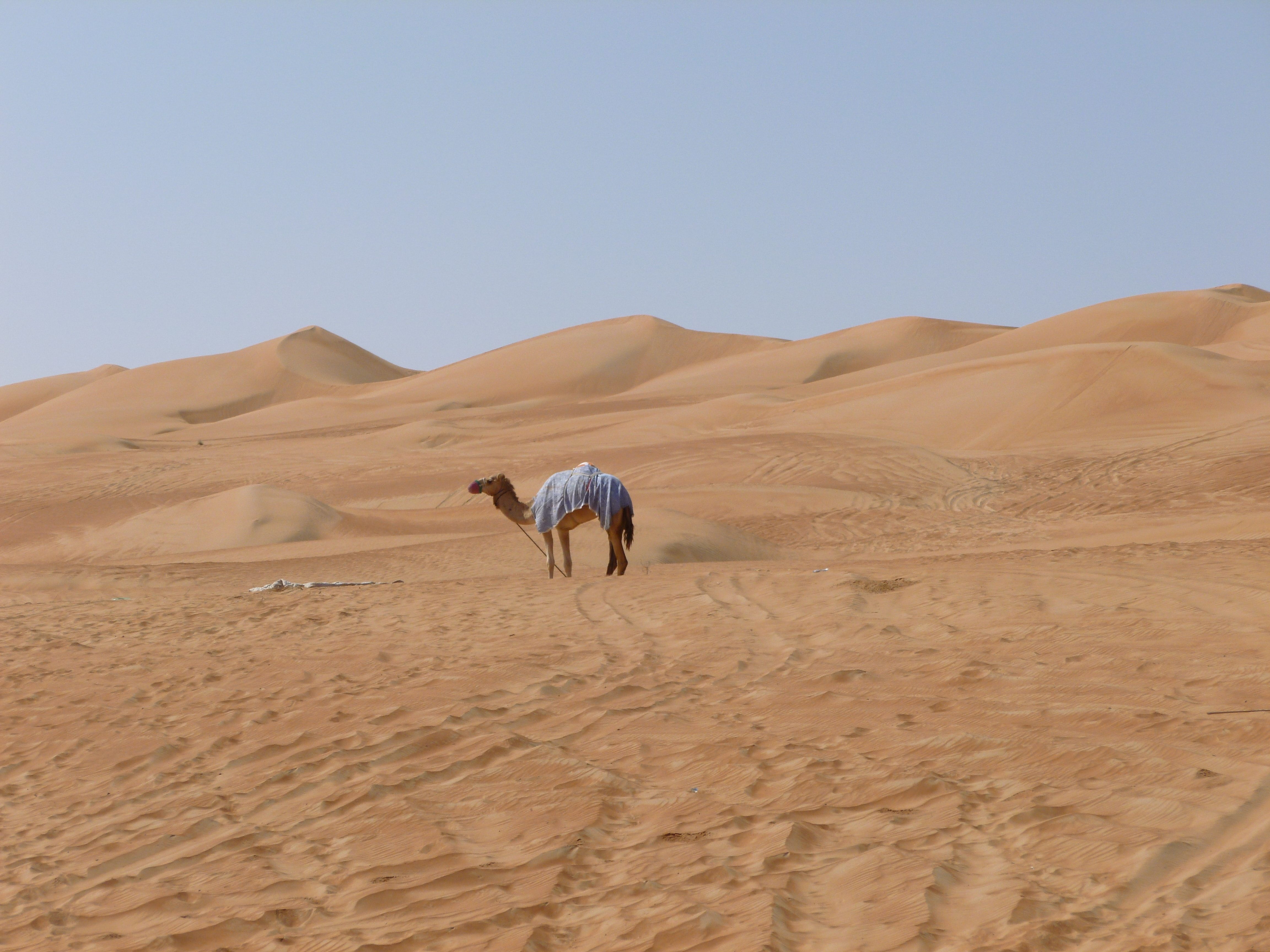 Stock photo of a camel in the desert in Oman