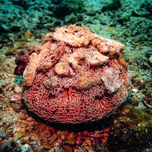 A flower urchin covered in rocks and bits of coral.