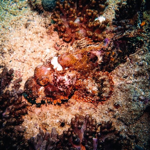 A bearded scorpionfish in Oman