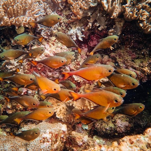 Black-edged sweeper (Pempheris mangula)