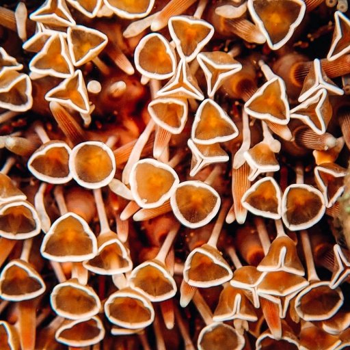 An up close look at the spines of a flower urchin.