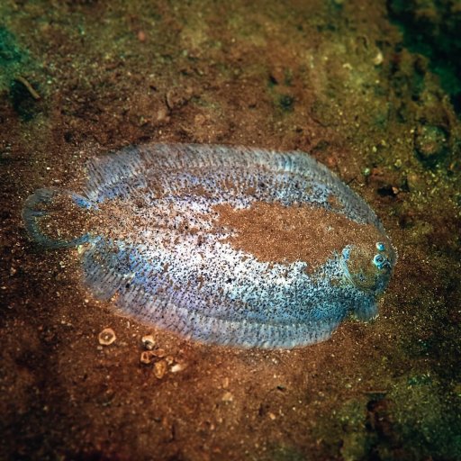Leopard flounder (Bothus pantherinus)