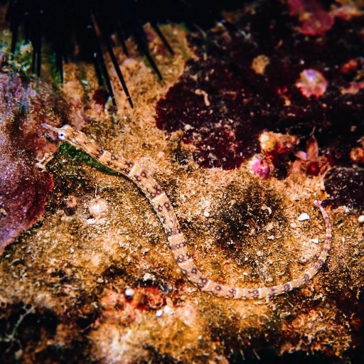 Network pipefish (Corythoichthys flavofasciatus)