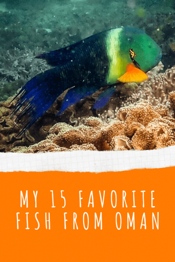 Pin it! - My 15 Favorite Fish From Oman