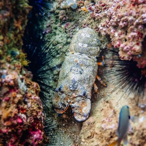 Slipper Lobster recently freed from a net.