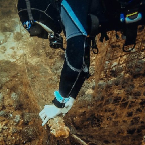 Rescuing a slipper lobster from a fishing net at Ras Abu Daud, Oman