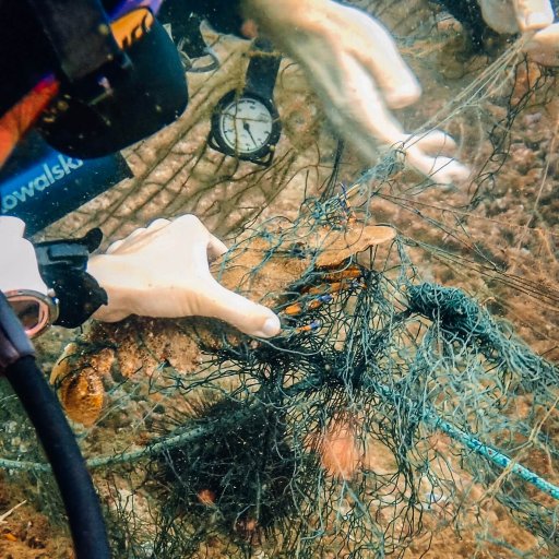 Rescuing a slipper lobster from a fishing net at Ras Abu Daud, Oman