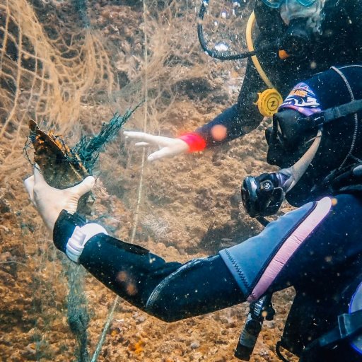 Rescuing a slipper lobster from a fishing net at Ras Abu Daud, Oman