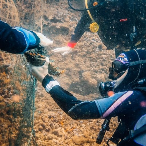 Rescuing a slipper lobster from a fishing net at Ras Abu Daud, Oman