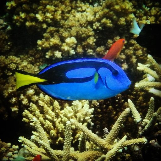 Blue Tang (Paracanthurus hepatus)