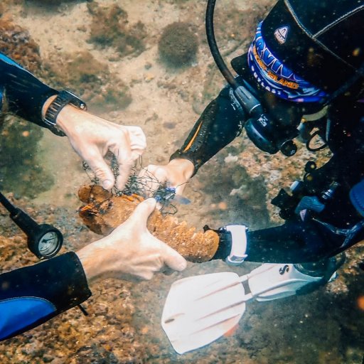 Rescuing a slipper lobster from a fishing net at Ras Abu Daud, Oman