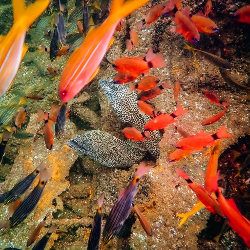 Two of the resident honeycomb moray eels, popping out to say hello amidst a swarm of colorful reef fish on the Mimosa wreck.