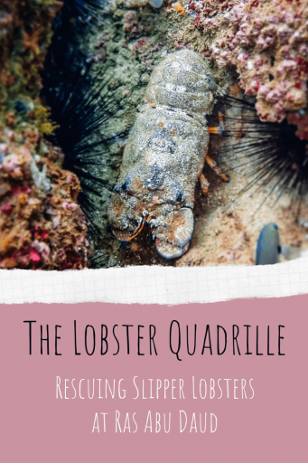 Pin it! The Lobster Quadrille - Rescuing Slipper Lobsters at Ras Abu Daud