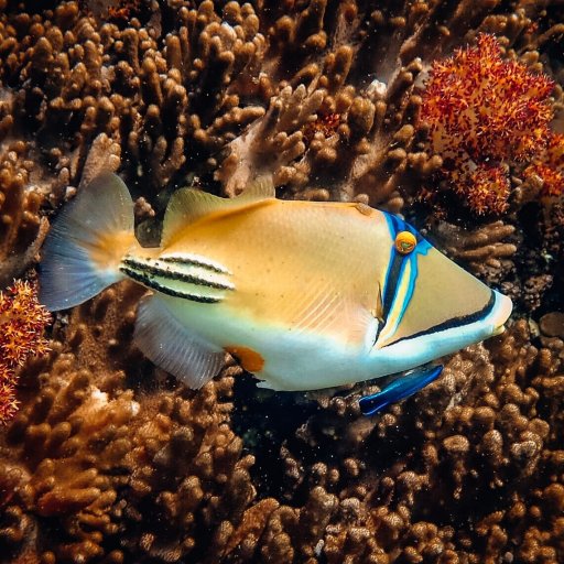 Picasso triggerfish (Rhinecanthus assasi)