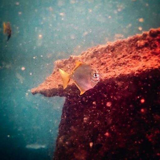 Silver moonfish (Monodactylus argenteus)