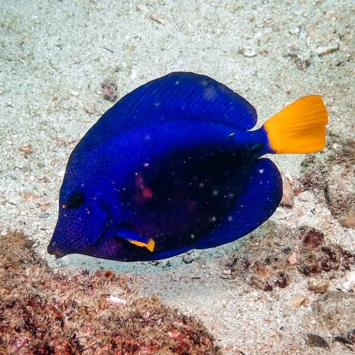 Yellow-tail tang surgeonfish (Zebrasoma xanthurum)