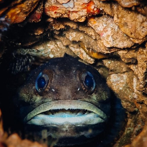 Birdled Jawfish (Opistognathus nigromarginatus)