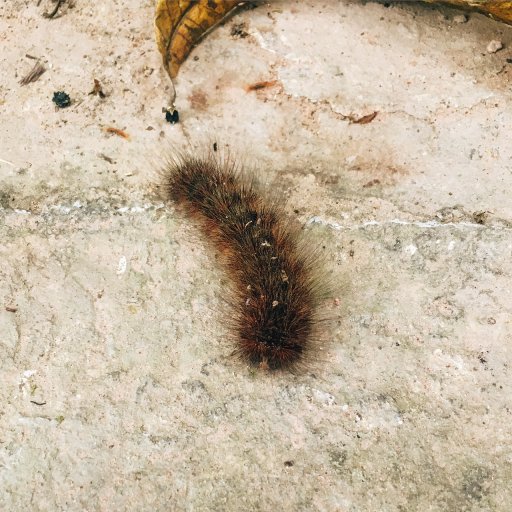 caterpillar