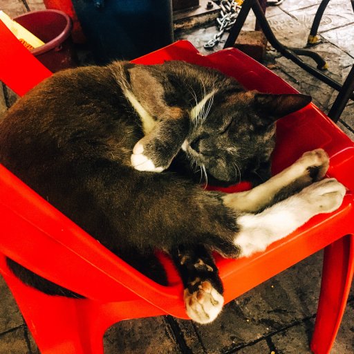 Cat on a chair.