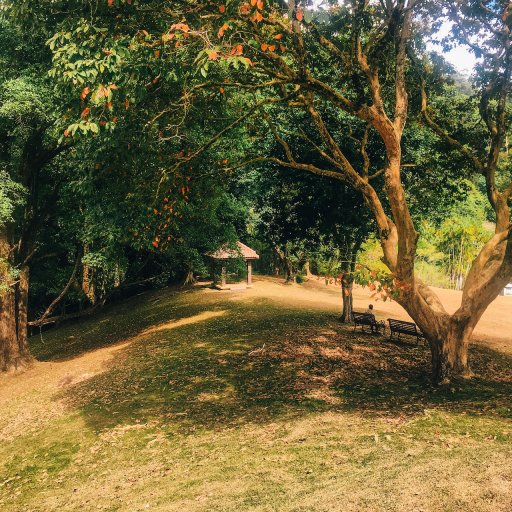 The botanical gardens, Penang