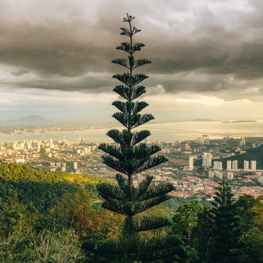 The tallest tree in Penang.