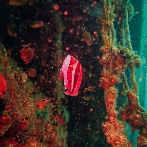 Townsend's anthias at the Al Munasir Wreck